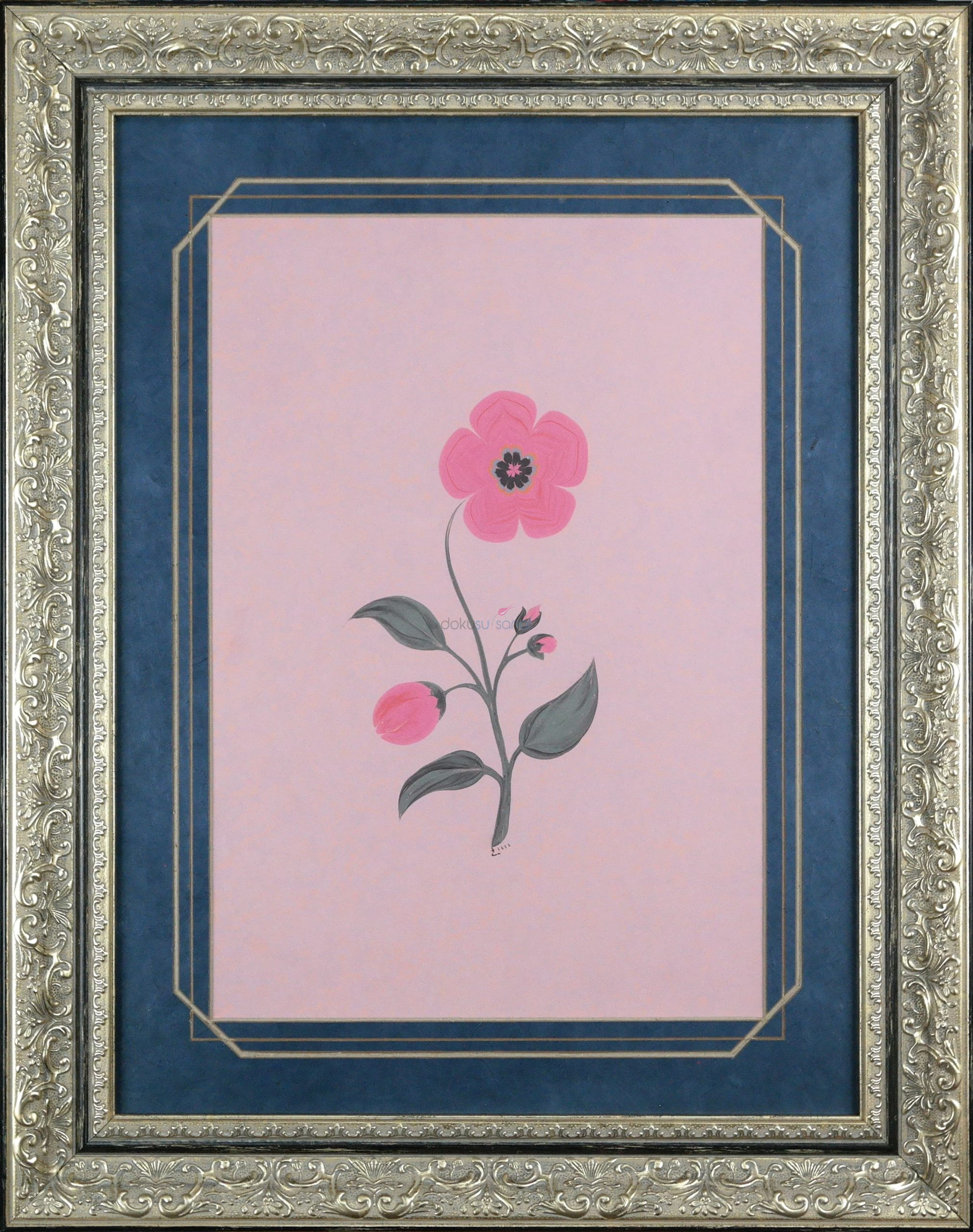 Pembe Balon Çiçeği